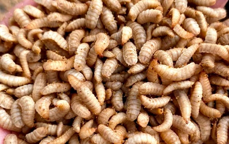 Sâu canxi tăng độ sung mãn, kích thích sự hiếu chiến cho vật nuôi