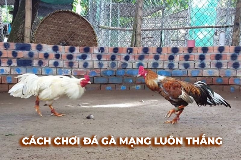 Cao thủ chia sẻ 5 cách đá gà mạng luôn thắng chính xác 100%